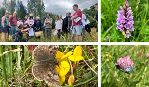 A picture divided into four squares. The first square shows volunteers taking park in a wildlife survey, the second picture shows a purple orchid, the third picture show a dinger skipper butterfly and the fourth pictures shows a six-spot burnet moth, all at Rough Park Local Nature Reserve.