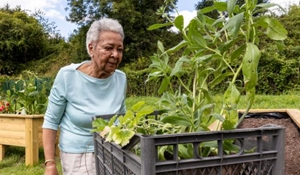 Windrush community garden lady plants vegetables herbs garden