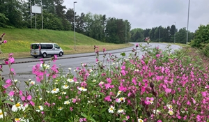 Widlflower areas in Telford and Wrekin