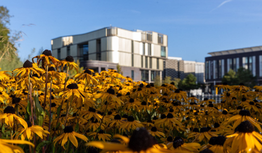 Yellow flowers in Telford Town Park with Southwater One building in the background