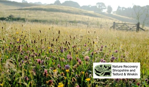 A meadow with a logo that says nature recovery Shropshire and Telford and Wrekin