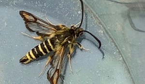 Six Belted Clearwing Moth