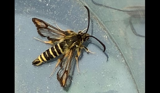 Six Belted Clearwing Moth